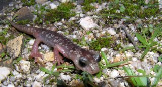 Geotritone sardo del Sud - Hydromantes sarrabusensis